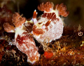   Nudi mating  